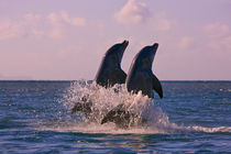 Dolphins leaping from sea, Roatan Island, Honduras by Danita Delimont
