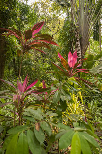 Central America, Honduras, Roatan, Carambola Botanical Garde... by Danita Delimont