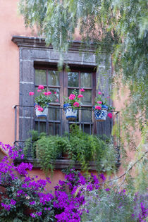 San Miguel de Allende, Window with geraniums and bougainvillea von Danita Delimont