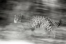 Mexico, Panthera onca, Jaguar running through forest. von Danita Delimont