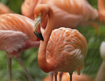 Caribbean Flamingo, Mexico von Danita Delimont