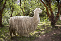 Llama, Saksaywaman, Incan archaelogical site, Cusco, Urubamb... by Danita Delimont