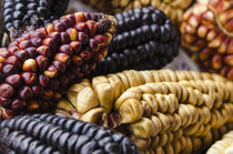 Various types of corn Peru. von Danita Delimont