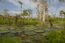 Giant Water Lilies by Danita Delimont