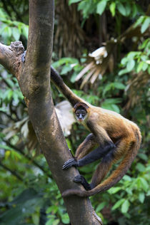 Geoffroy's spider monkey, Ateles geoffroyi, black-handed spider monkey von Danita Delimont