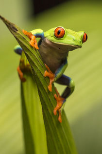 Red-eyed tree frog close-up. Credit as: Cathy & Gordon Illg ... by Danita Delimont