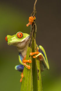 Central America, Costa Rica by Danita Delimont