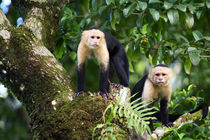 Capuchin Monkeys by Danita Delimont