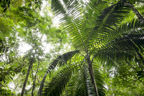 Inside rainforest, Selva Verde, Costa Rica by Danita Delimont