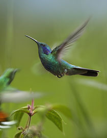 Green violet-ear and Green-breasted mango hummingbirds, Costa Rica. by Danita Delimont