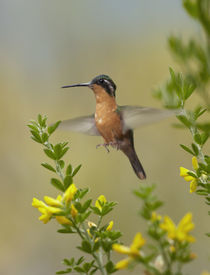 Female Gray-tailed Mountain-gem hummingbird about to land, Costa Rica. von Danita Delimont