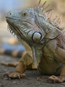 Headshot of a Green Iguana, Costa Rica, summer by Danita Delimont