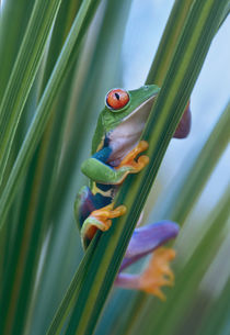 Red-eyed tree frog, Costa Rica by Danita Delimont