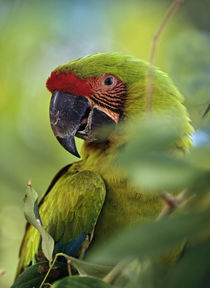 Great Green Macaw, Costa Rica. by Danita Delimont