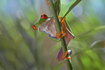 Red-eyed tree frog, Costa Rica by Danita Delimont