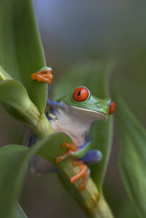 Red-eyed tree frog, Costa Rica by Danita Delimont