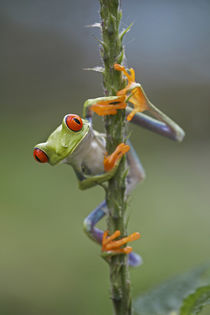 Red-eyed tree frog, Costa Rica by Danita Delimont