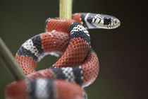 False coral snake, Costa Rica von Danita Delimont
