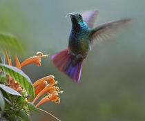 Green-breasted mango hummingbird at flame vine, Costa Rica von Danita Delimont