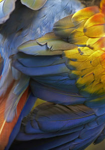 Scarlet macaw feathers, Costa Rica. von Danita Delimont