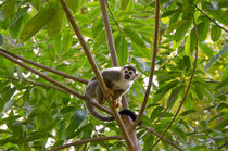 French Guiana, Salvation Islands, Ile Royale von Danita Delimont