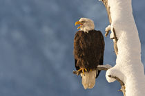 USA, Alaska, Chilkat Bald Eagle Preserve von Danita Delimont