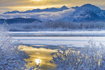 USA, Alaska, Chilkat Bald Eagle Preserve by Danita Delimont