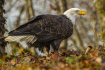 USA, Alaska, Chilkat Bald Eagle Preserve by Danita Delimont