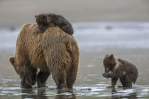 Brown bear and cubs von Danita Delimont