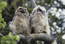 USA, Alaska, Juvenile Great Horned Owl by Danita Delimont