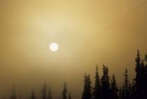 USA, Alaska, Fog, Sunrise, Winter, Denali National Park von Danita Delimont