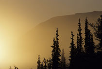 USA, Alaska, Fog, Sunrise, Winter, Denali National Park von Danita Delimont