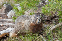 Hoary Marmot, Marmota caligata okanagana, largest North Amer... by Danita Delimont
