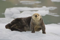 A sea otter rests on a small iceberg near the tidewater face... by Danita Delimont