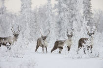 A small group of caribou migrates along the edge of the bore... by Danita Delimont