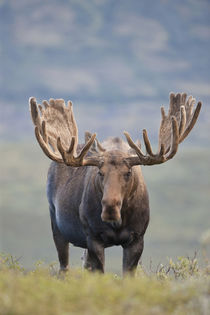 A large bull moose stands among willows on the tundra north ... von Danita Delimont
