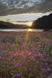 Sunset on the Canning River ANWR by Danita Delimont