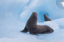 Stellar Sea Lion by Danita Delimont