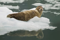 Harbor Seal von Danita Delimont