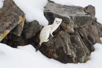 Short-tailed weasel von Danita Delimont