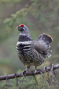 Spruce Grouse von Danita Delimont