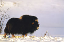 USA, Alaska, Alaska North Slope, Arctic National Wildlife Re... von Danita Delimont