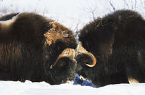 USA, Alaska, Alaska North Slope, Arctic National Wildlife Re... by Danita Delimont