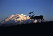 USA, Alaska, Denali National Park And Preserve, Caribou in front of Mt von Danita Delimont