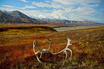 Mighty Denali, highest mountain in all of North America von Danita Delimont