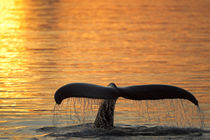 North America, USA, Alaska, in Frederick Sound, Humpback Wha... von Danita Delimont