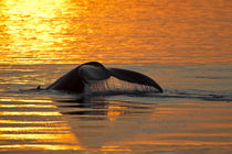 North America, USA, Alaska, in Frederick Sound, Humpback Wha... von Danita Delimont