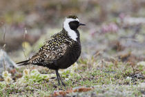 American Golden Plover by Danita Delimont