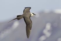 Long-tailed Jaeger by Danita Delimont