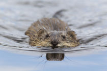 Muskrat Swimming von Danita Delimont